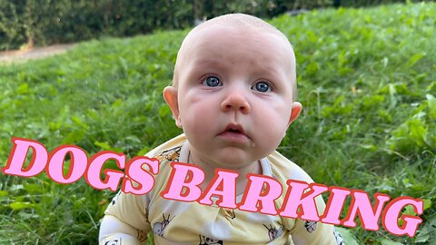 Dad Hilariously Makes Neighbor's Dog Bark NON-STOP! My Funny Reaction