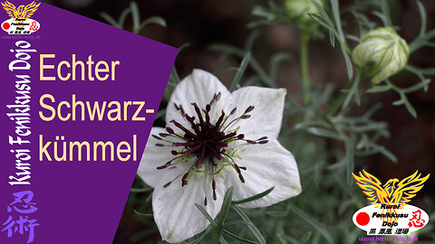 091 - Echter Schwarzkümmel