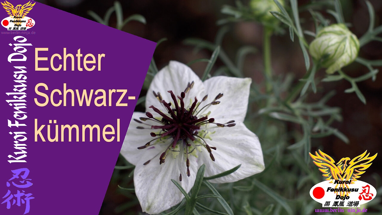 091 - Echter Schwarzkümmel