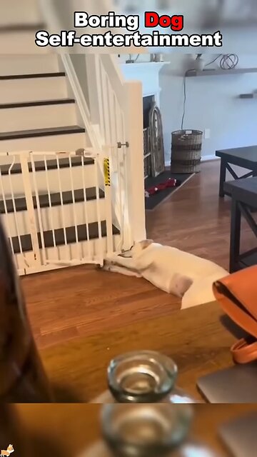 boring dog self entertainment