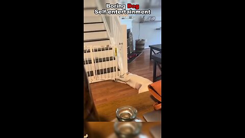 boring dog self entertainment