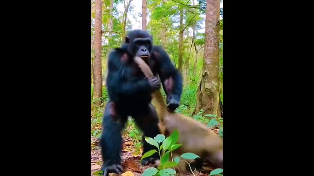 Gorilla and Monkey Enmity