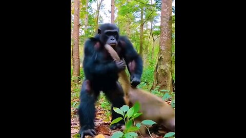 Gorilla and Monkey Enmity