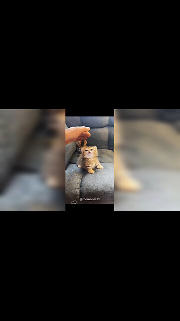 "Heartwarming Cat Moments That Will Melt Your Soul 🐾 | Pure Feline Love 😻"