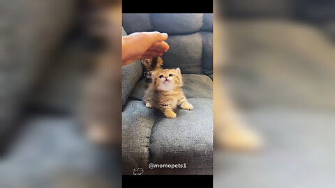 "Heartwarming Cat Moments That Will Melt Your Soul 🐾 | Pure Feline Love 😻"