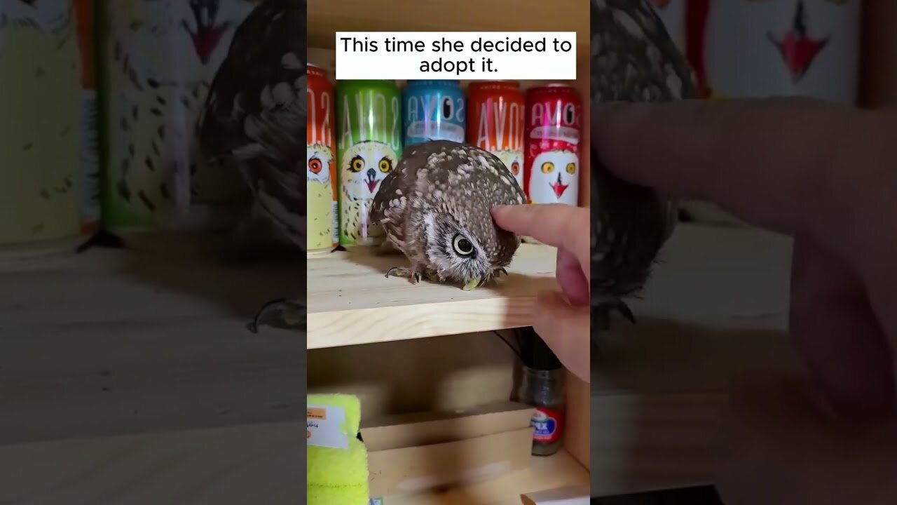 Совенок случайно залетел в дом в людям и в итоге стал их другом