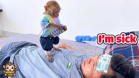 The amazing moment of baby monkey YiYi takes care of his sick grandpa