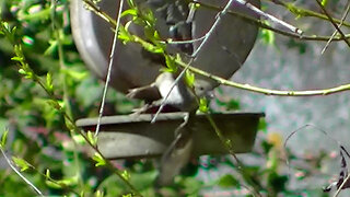 IECV NV #799 - House Sparrows At The Hummingbird Feeder 4-4-2019
