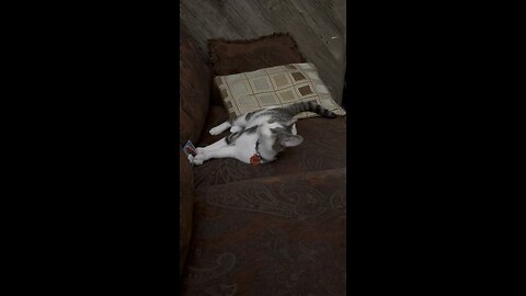 relax with my cat