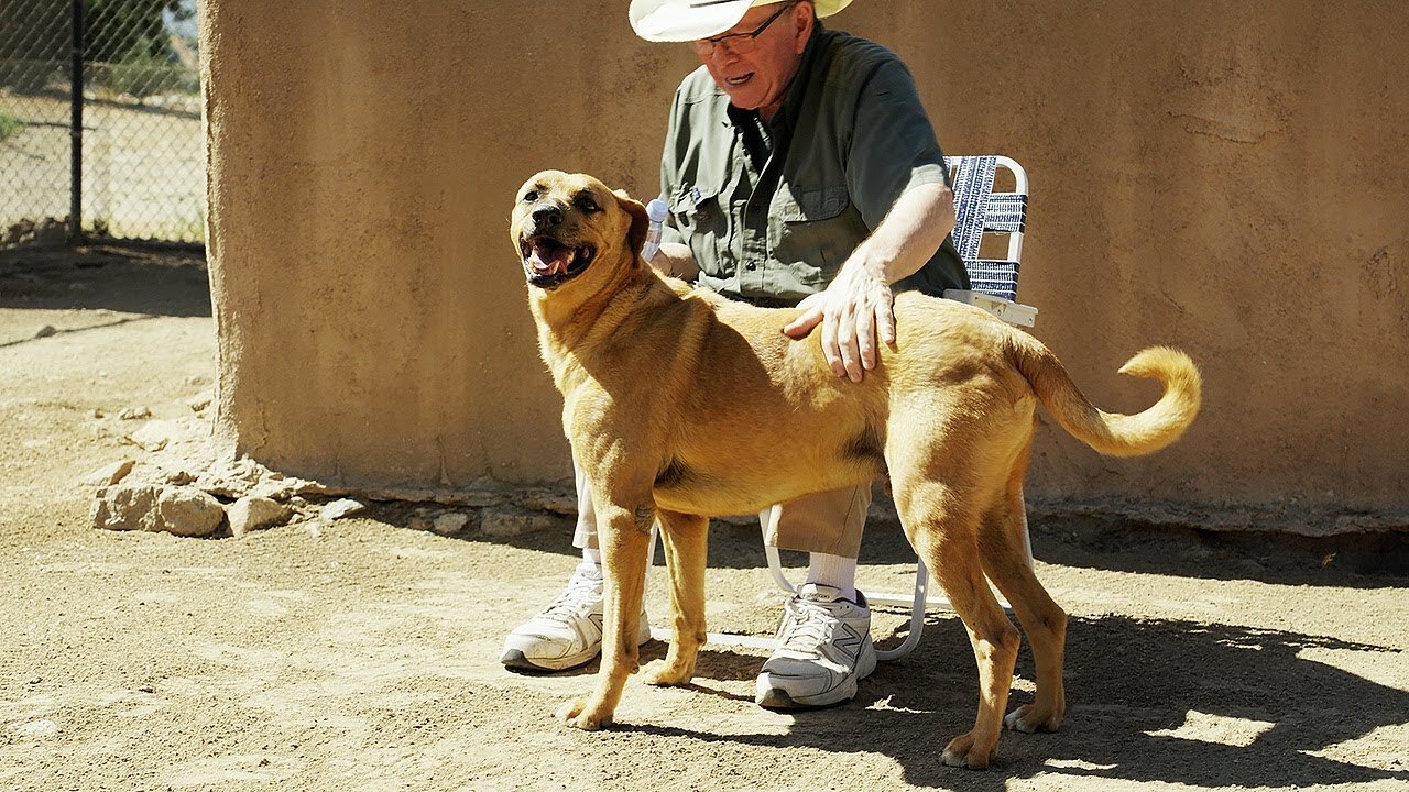 Watch their reaction when these dogs get their new home.