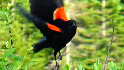 Red-winged blackbird