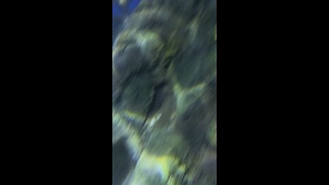 Trip to aquarium