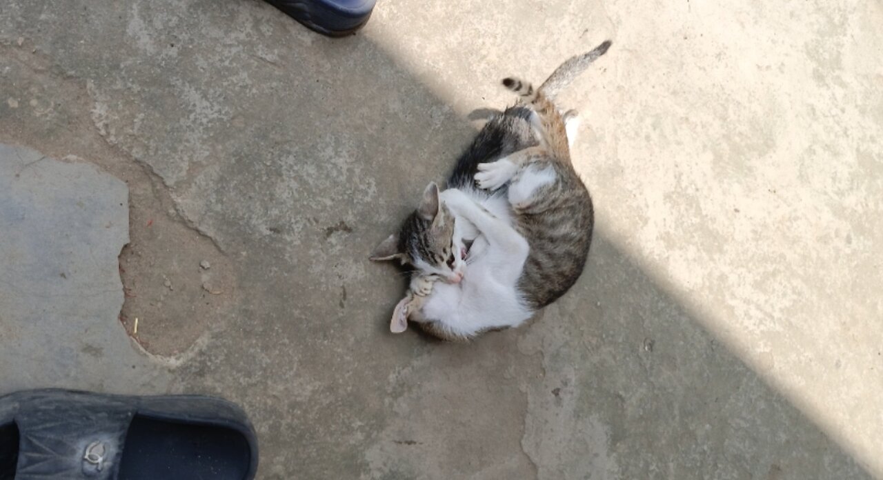 Two Cat Fighting 😂😂