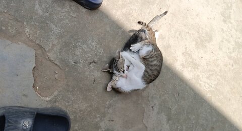 Two Cat Fighting 😂😂