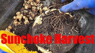 Sunchokes (Jerusalem Artichokes)