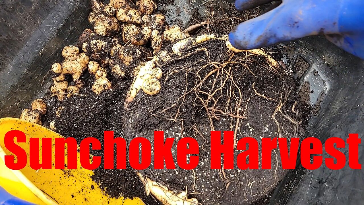 Sunchokes (Jerusalem Artichokes)