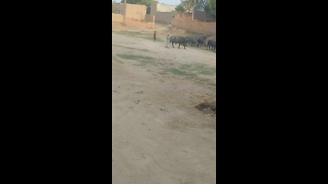 buffalo animals live real beautifully vedio