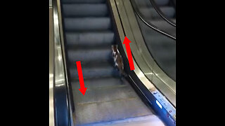 Un gato hace 'camino de Sísifo' en una escalera mecánica