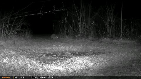 Deer Cam Raccoon 01 22 2026 Game Cam Trail Camera