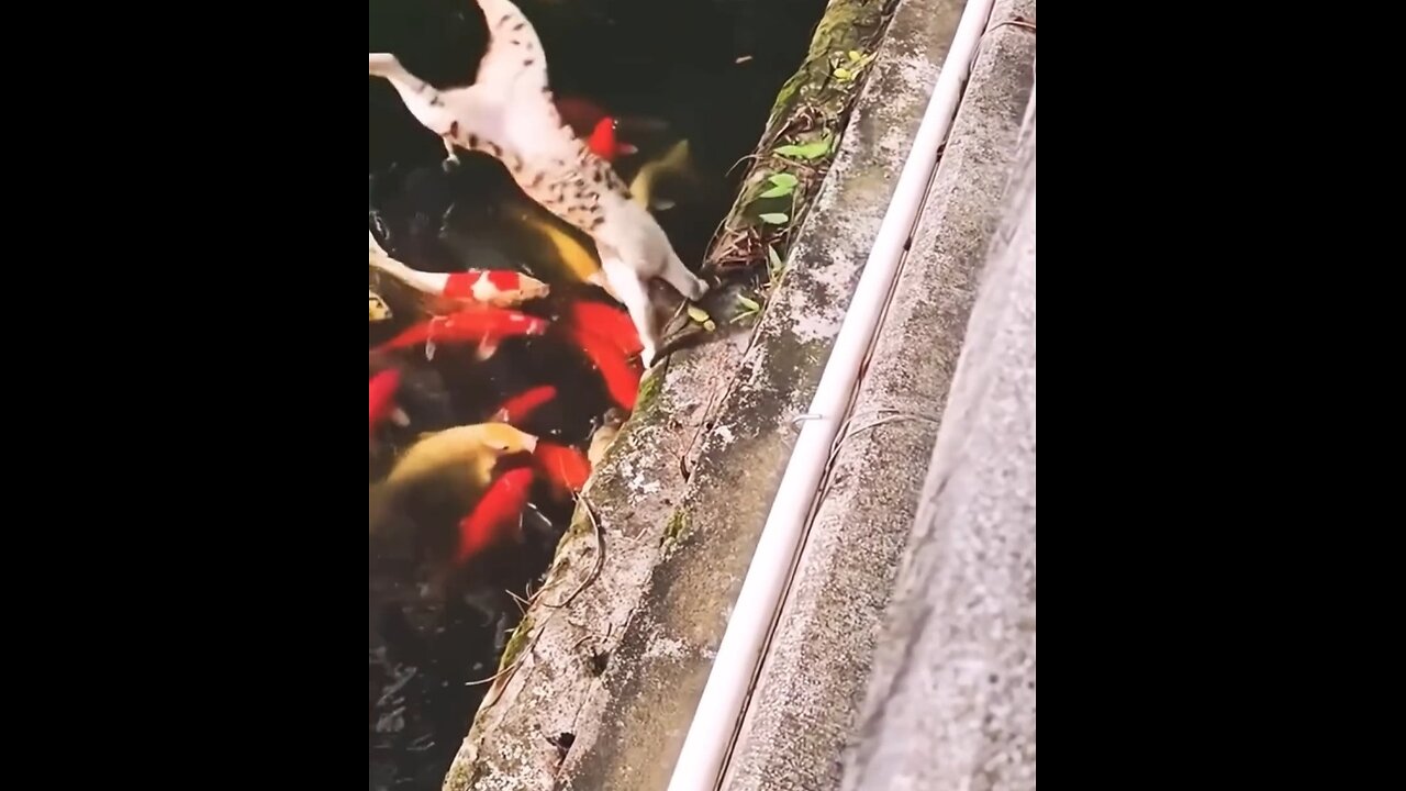Animals funny video 26