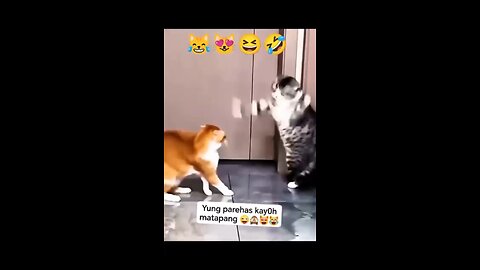 Funny pet/animals Ep 05