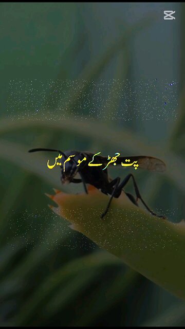 #myvideo#rumble mushkil waqt mein sirf Allah Tala ko pukaro new islamic video 😭😢