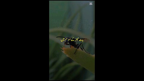 #myvideo#rumble mushkil waqt mein sirf Allah Tala ko pukaro new islamic video 😭😢