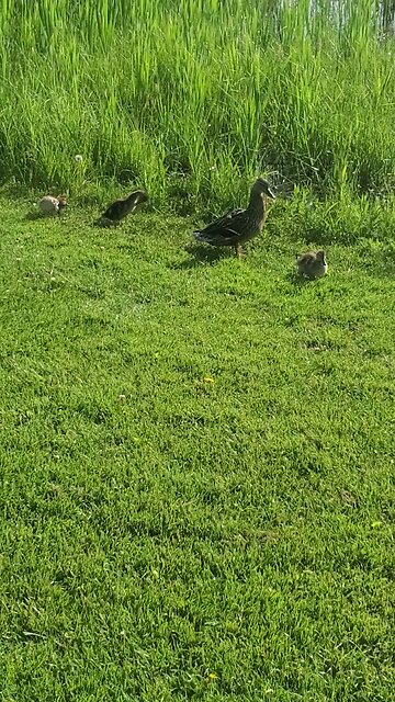 Mallard ducks