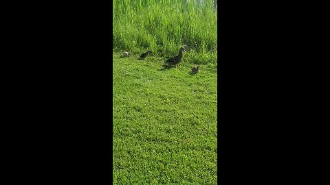 Mallard ducks