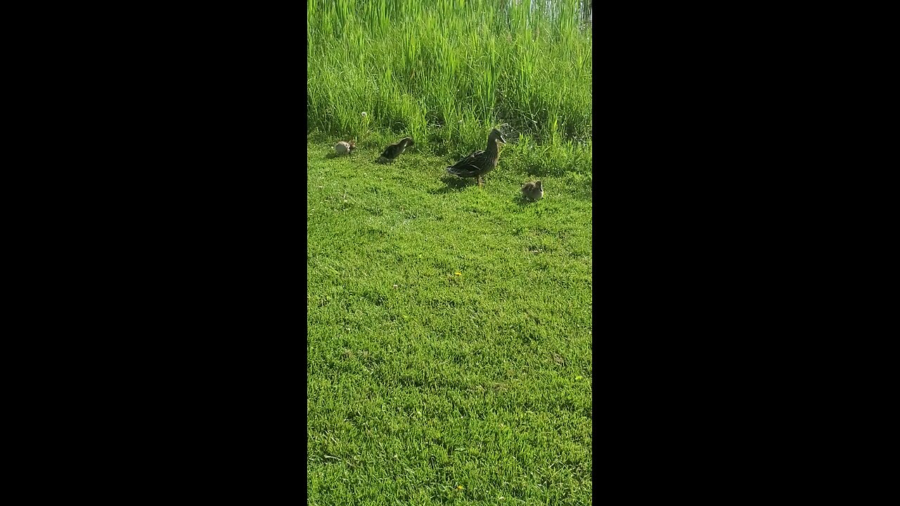 Mallard ducks
