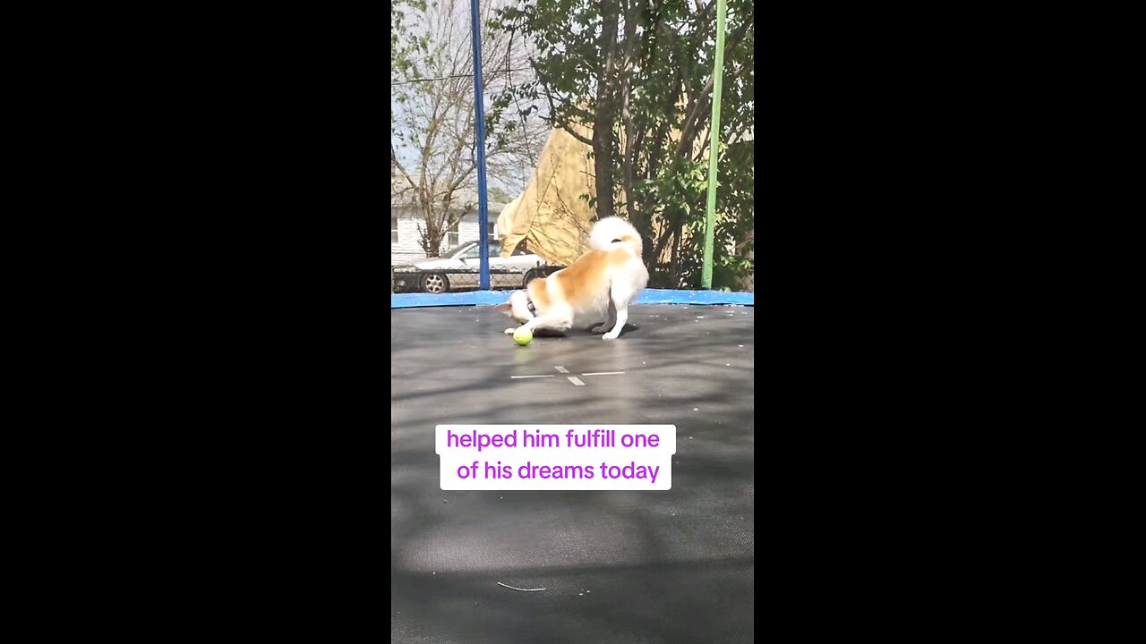 Happy doggo