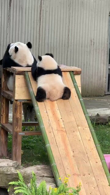 Qiying: Mom, I’m going to fall🐼