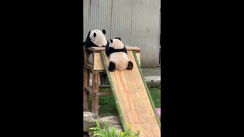 Qiying: Mom, I’m going to fall🐼