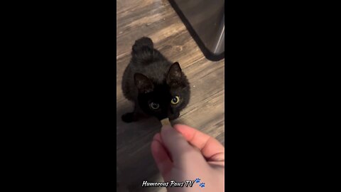funny animals😹🐶