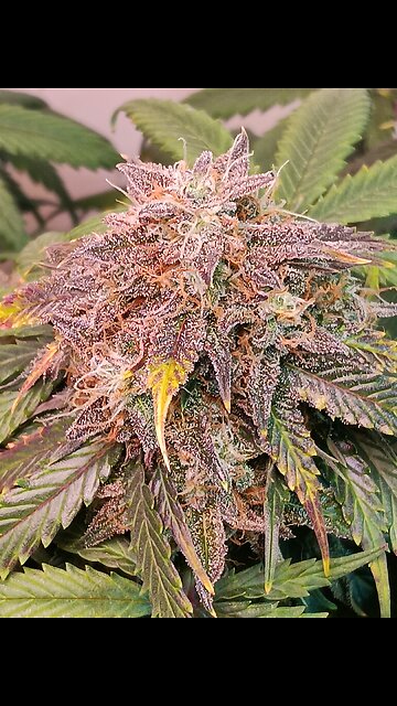 Mimosa Cake week 12 day 6