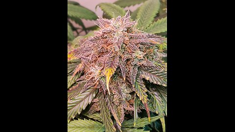 Mimosa Cake week 12 day 6