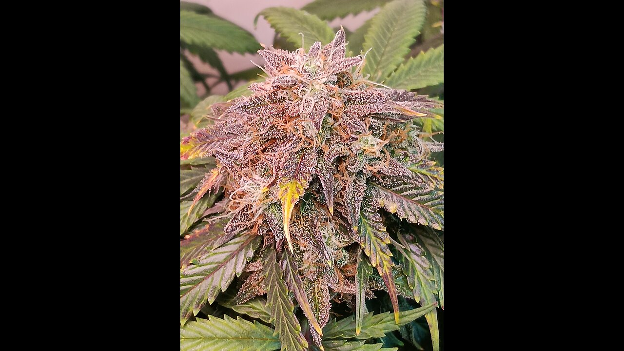 Mimosa Cake week 12 day 6