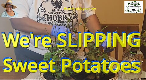 We're Slipping Sweet Potatoes - #catshobbycorner #sweetpotatoplants