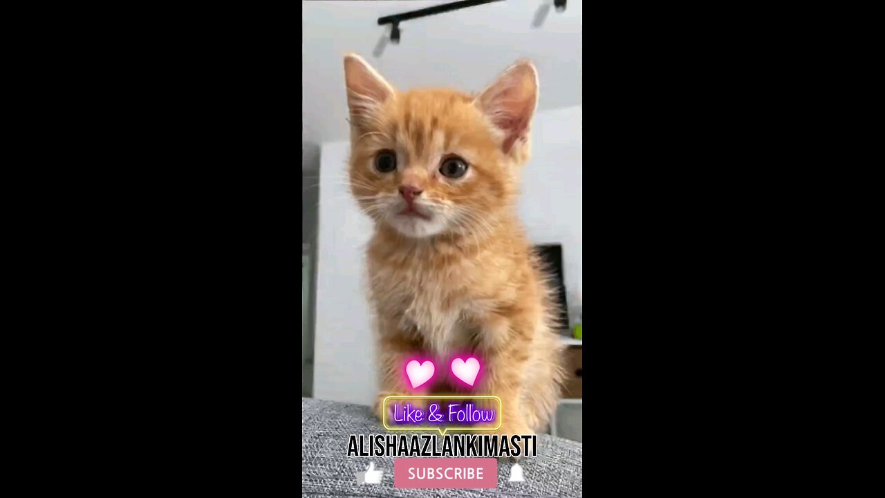 Cat singing #cat #cats #catsagram #catlove #family #follow #viral #animal #hashtags #happy #satisfy