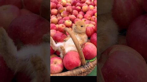The little rabbit has achieved apple freedom. Cute pet debut plan. Rabbit. Pastoral little cute