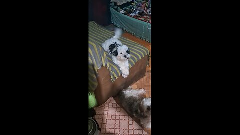 dog vlog 2