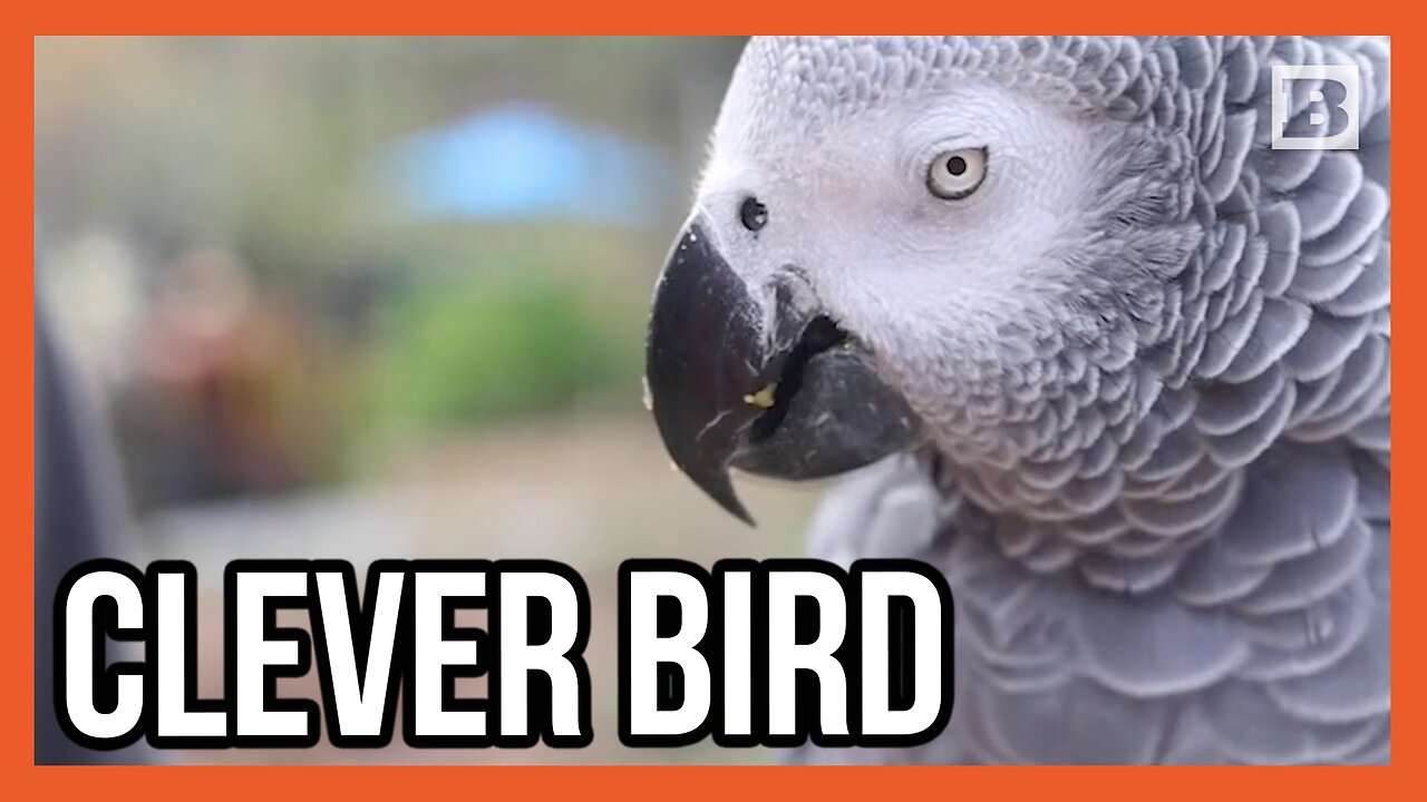 Please Enjoy Einstein the African Grey Parrot Singing Happy Birthday to Herself