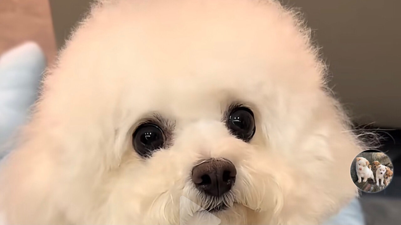 Amazing dogs 🐶