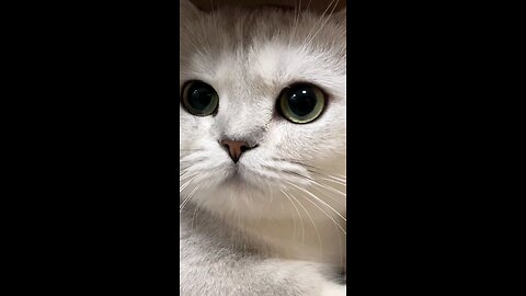 Cute Cat Poses