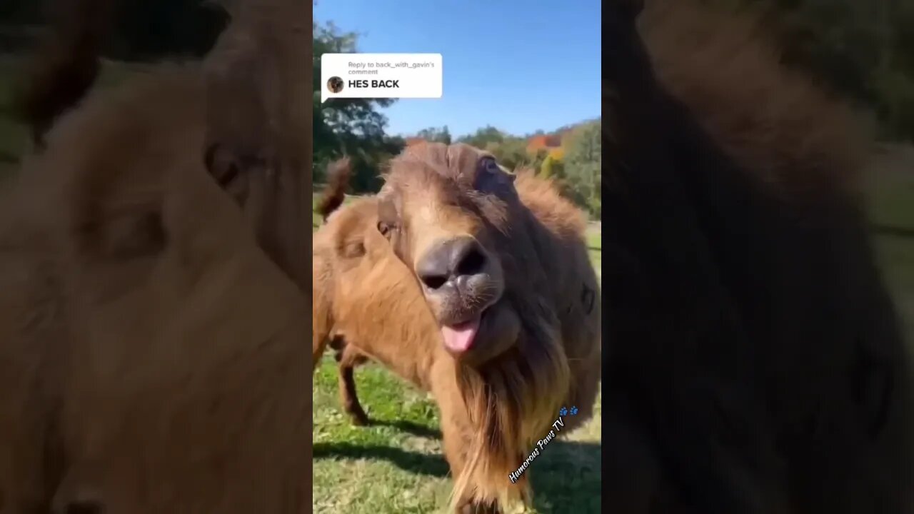 Funny animals 2024😂- Funniest Cats and Dogs Video😹🐶
