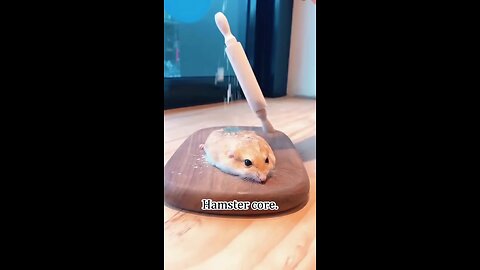 Hamster Core #vlogs #finance #science #automative #HowTo #Cooking #Travel #Technology #Trump #Elon