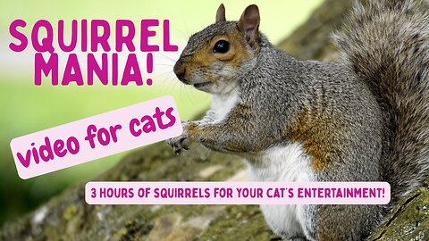 SQUIRREL MANIA - 3 hours of entertaining squirrels to entertain your cat!