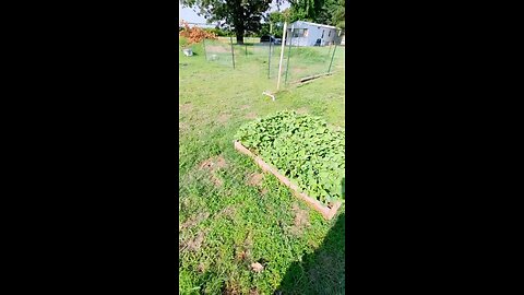 Pumpkin Patch Update
