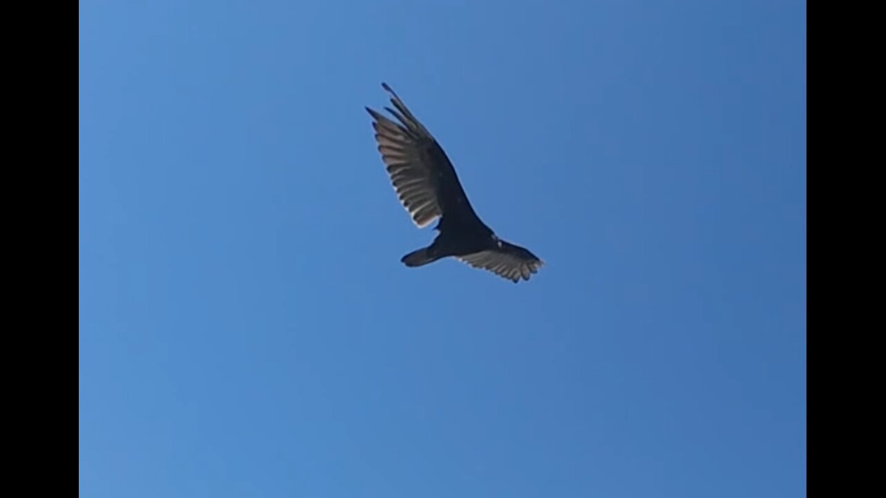 🦅 In The Summertime - Mungo Jerry 🦅
