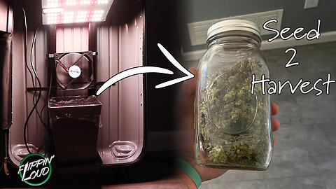 GROWING WEED IN A SUITCASE | SEED 2 HARVEST